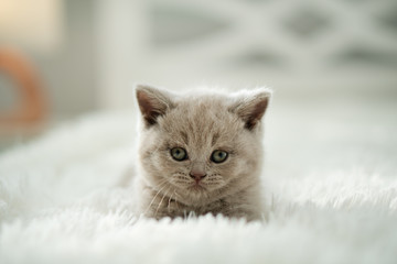 Obraz na płótnie Canvas Cute Shorthair British Kitten