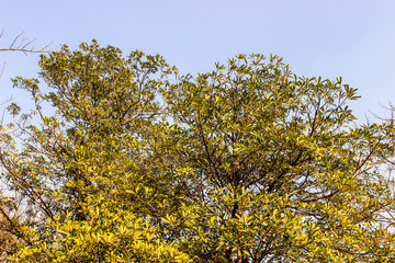 A picture of leafs