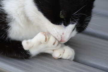 お手入れ中の猫