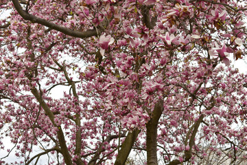 Close Up of A Large Tree With Pink Petals