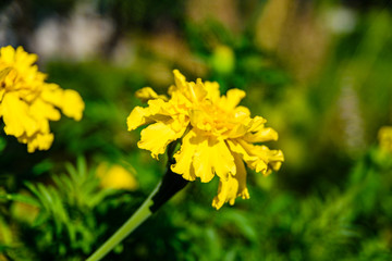 Yellow marigold flowers (african marigolds, tagetes erecta) on a flowerbed