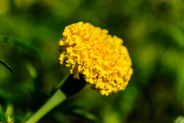 Yellow marigold flower (african marigolds, tagetes erecta) on a flowerbed