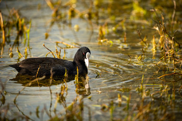 Eurasian coot or common coot or Australian coot or Fulica atra in portrait at keoladeo national park or bird sanctuary, bharatpur, rajasthan, india