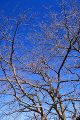 花芽をつけたソメイヨシノの木と青空