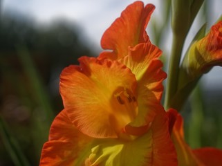 orange gladiolus grows in the garden, in summer, Russia