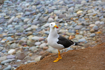 seagull