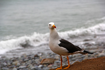 seagull