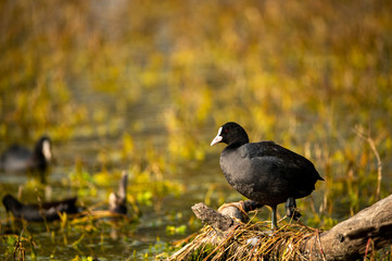 Eurasian coot or common coot or Australian coot or Fulica atra in portrait at keoladeo national park or bird sanctuary, bharatpur, rajasthan, india