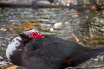 A Shot of a Muscovy Duck Through a Chainlink Fence