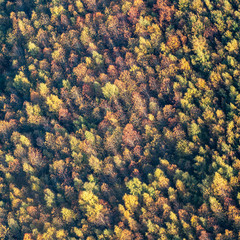 vue aérienne de la forêt à l'automne
