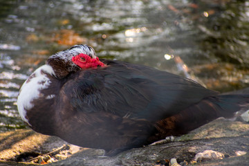A Shot of a Muscovy Duck Through a Chainlink Fence
