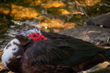 Obraz premium A Shot of A Large Muscovy Duck