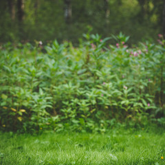 Landscape on a lawn with green grass and bushes. Forest in the background. Rural landscape. Toning and artificial noise