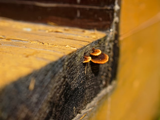 orange mushroom grew on the Board, Russia