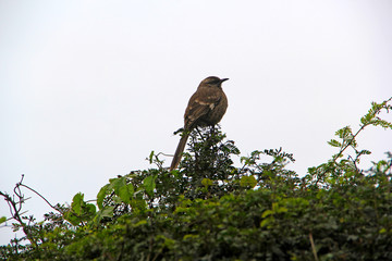 Bird