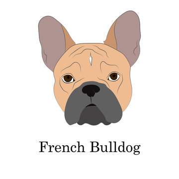 Adorable fawn French Bulldog head portrait. Breed standard. Logo for web site kennel. Realistic vector illustration.