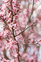 Prunus cerasifera en fleurs au printemps