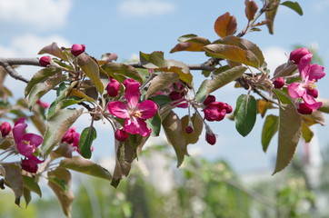 Fototapete bei efototapeten.de bestellen   