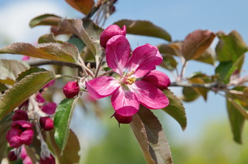Bright pink flower of Apple tree close-up