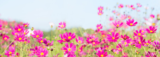 pink cosmos flowers blooming in a field - obrazy, fototapety, plakaty