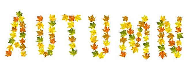 autumn text with yellow maple leaves isolated on white background