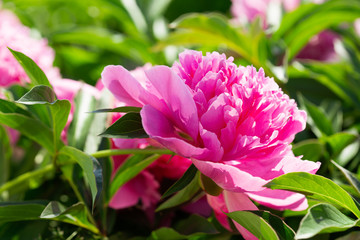 pink peony in a garden