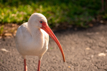 A Shot of a Male American White Ibis