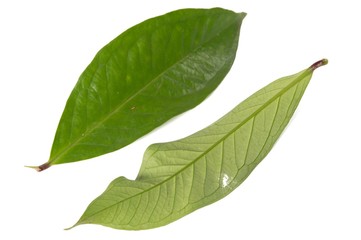 Obraz premium Fresh green water guava leaves isolated on a white background