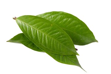 Obraz premium Fresh green water guava leaves isolated on a white background