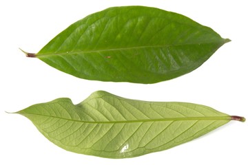 Fresh green water guava leaves isolated on a white background