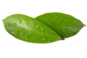 Fototapeta na wymiar Fresh green water guava leaves isolated on a white background