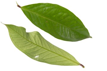 Fresh green water guava leaves isolated on a white background