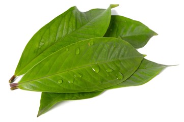 Obraz premium Fresh green water guava leaves isolated on a white background