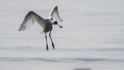 クロツラヘラサギ
