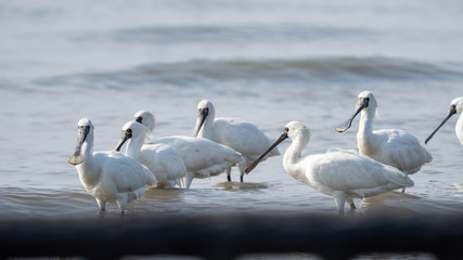 クロツラヘラサギ