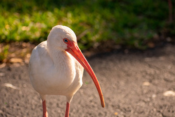 A Shot of a Male American White Ibis