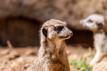 Suricate, sentinelle du désert