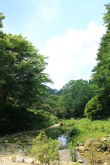 Fototapeta na wymiar 8月の六甲高山植物園