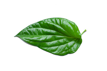 Fototapeta na wymiar green leaves isolated on white background, fresh green leaves