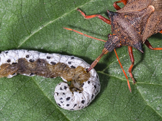 spiked shieldbug with sawfly larvae no 3
