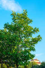 Young deciduous tree on a background of blue sky. In the background is a private building.