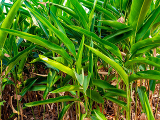 Green trees are shrubbery in the garden.The ground had brown wilted leaves.