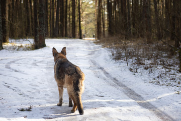 German shepherd dog looks at the road leading from the forest