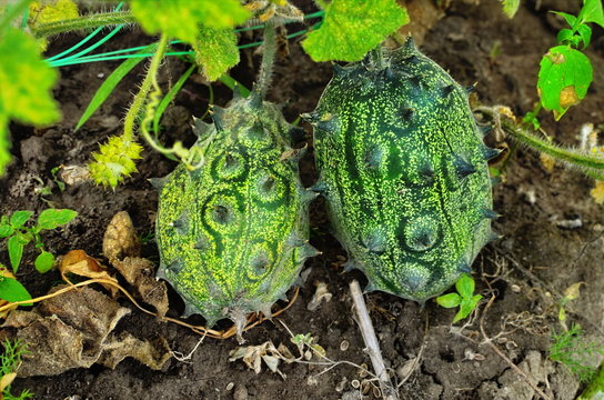 Exotic unusual African fruit kivano melon (Antilles cucumber, horned melon, anguria)