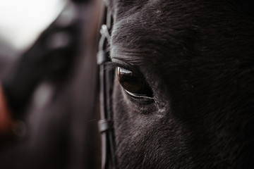 Black horse, eyes horse close up, black wild horse in natural background, portrait of horse, macro...