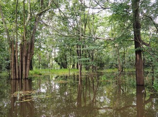 amazone