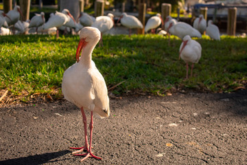 A Shot of a Male American White Ibis With More in the Background
