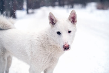 Mongrel beautiful calm white dog with different eyes stands in a snow-covered forest in winter.