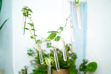 Biological laboratory for the study of growing green plants in ecological conditions. Bio.