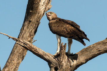 Aigle martial, Polemaetus bellicosus, Martial Eagle